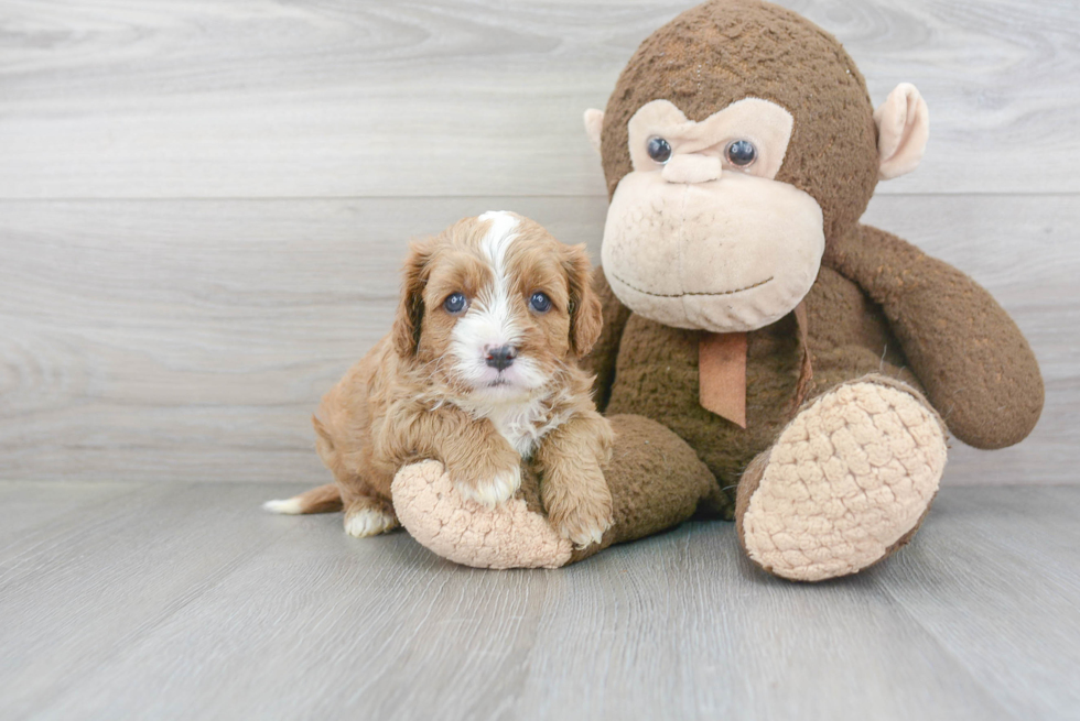 Cavapoo Puppy for Adoption