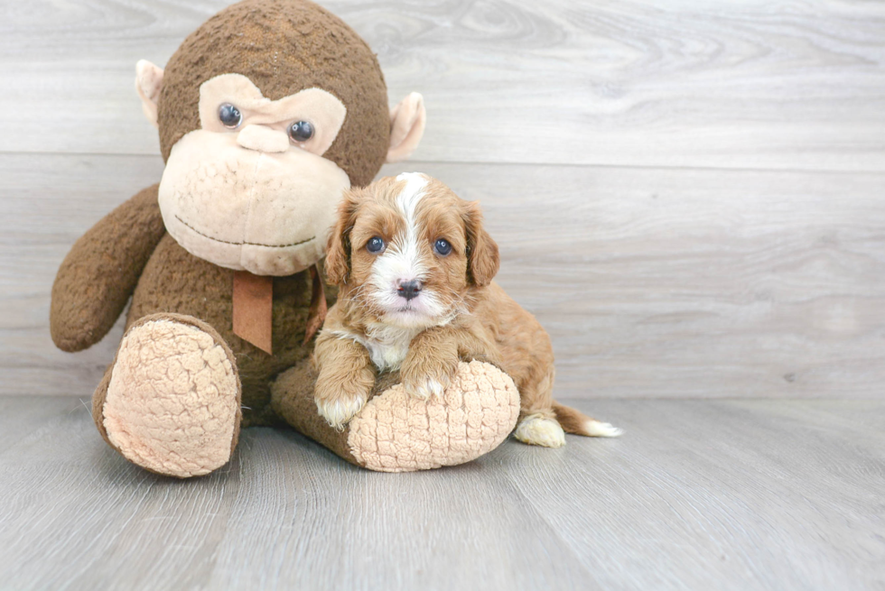 Popular Cavapoo Poodle Mix Pup