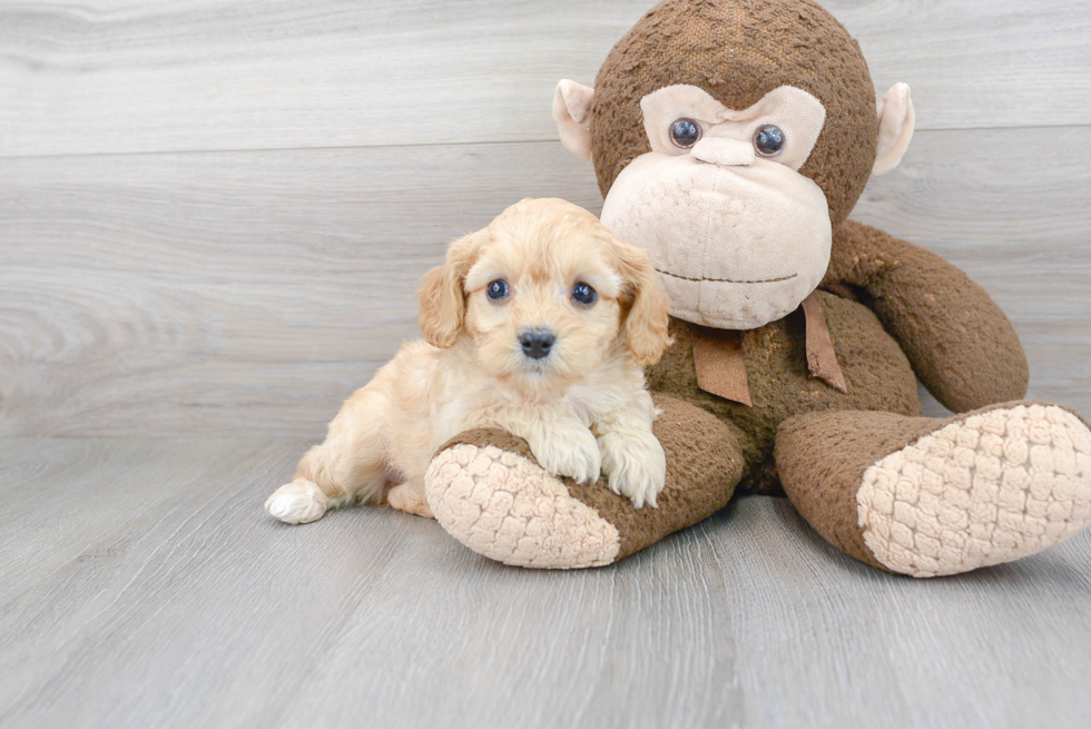 Best Cavapoo Baby