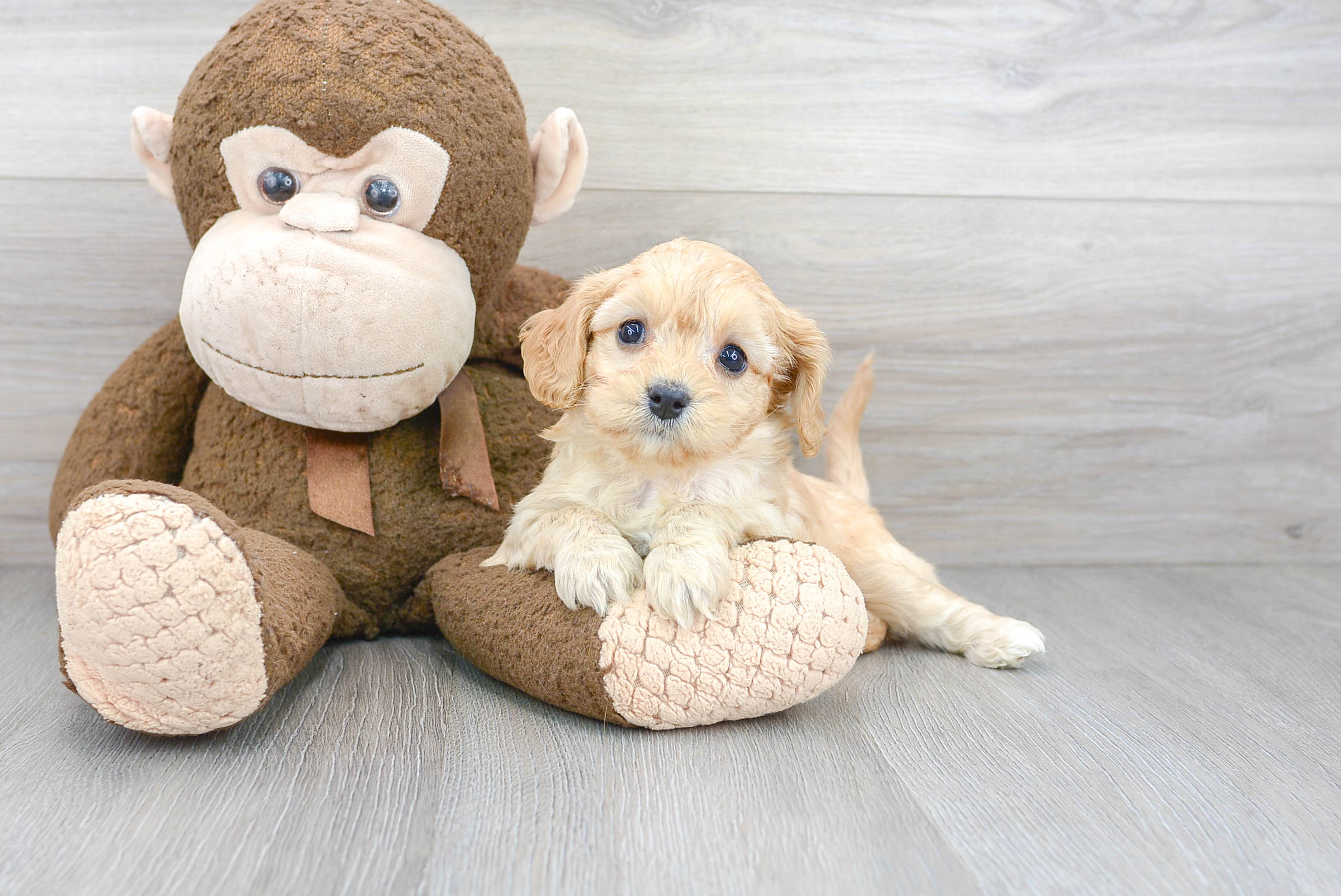 Fluffy Cavapoo Poodle Mix Pup