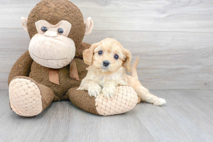 Fluffy Cavapoo Poodle Mix Pup