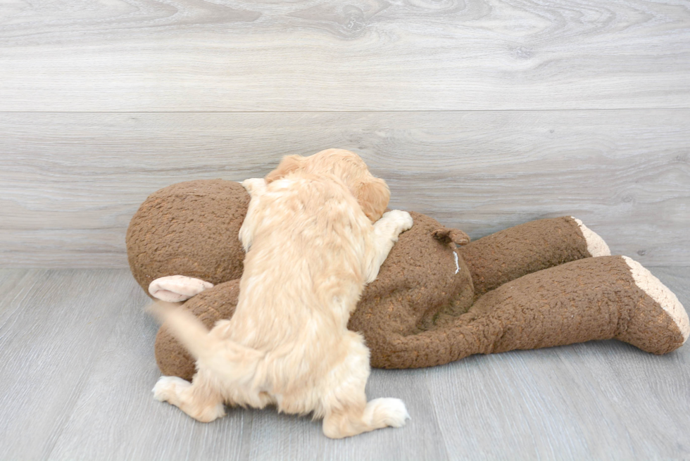 Friendly Cavapoo Baby