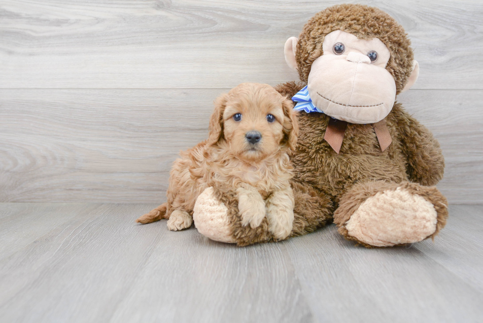 Best Cavapoo Baby