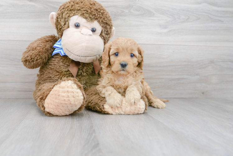 Best Cavapoo Baby