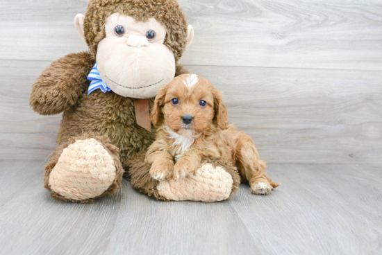 Energetic Cavoodle Poodle Mix Puppy