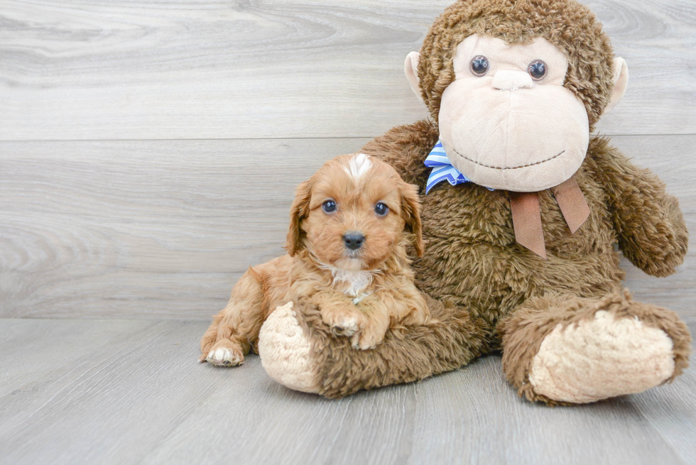 Cavapoo Puppy for Adoption