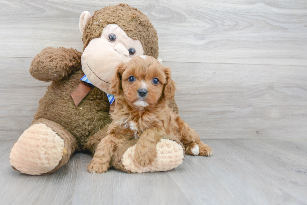 Energetic Cavoodle Poodle Mix Puppy