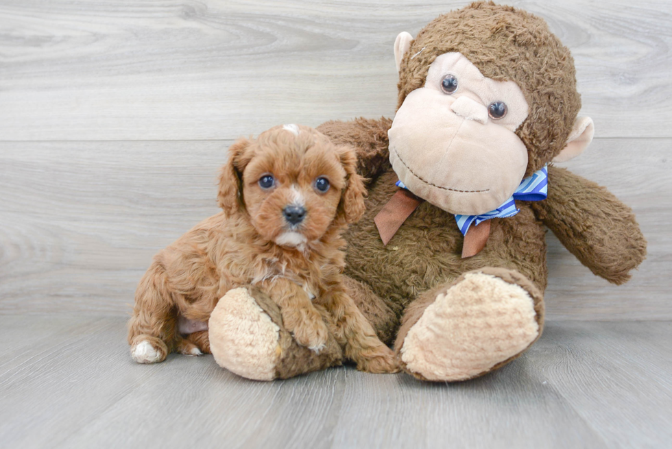 Cavapoo Pup Being Cute