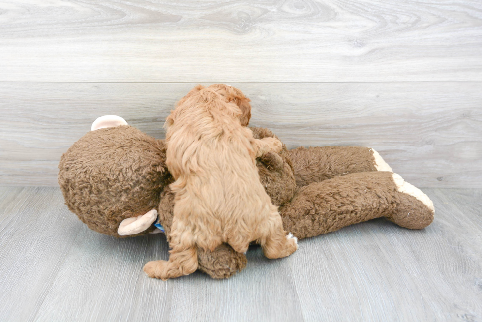 Sweet Cavapoo Baby