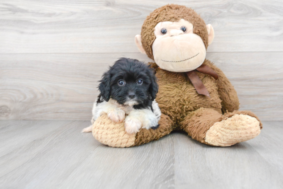 Fluffy Cavapoo Poodle Mix Pup