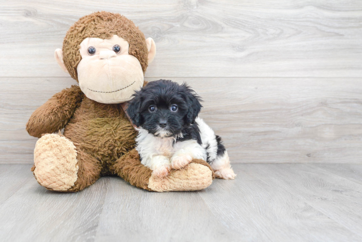 Best Cavapoo Baby