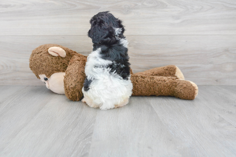 Little Cavoodle Poodle Mix Puppy