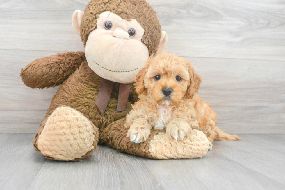 Little Cavoodle Poodle Mix Puppy