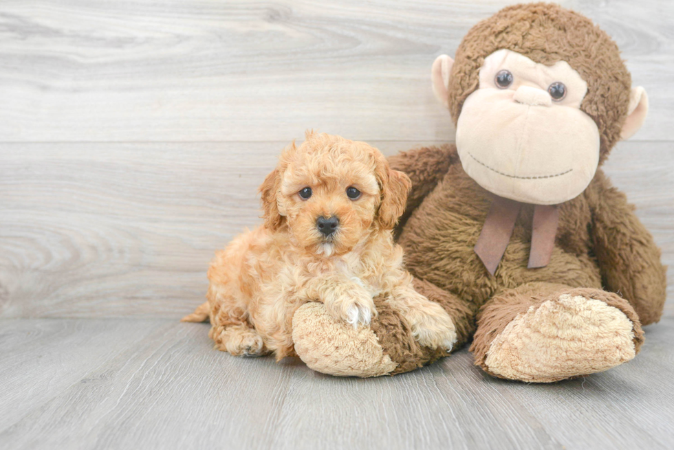 Small Cavapoo Baby