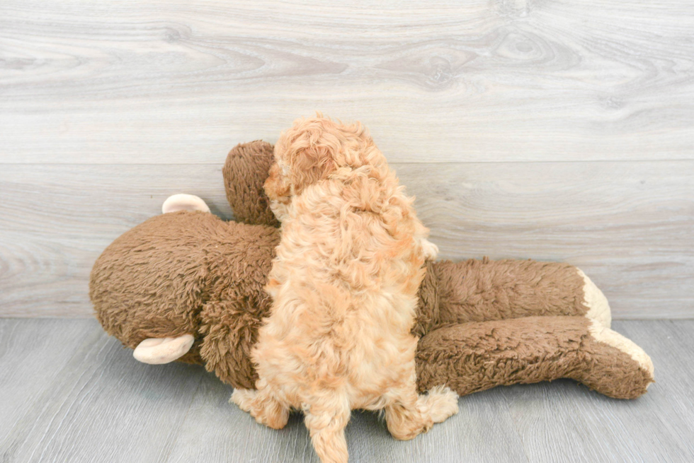 Smart Cavapoo Poodle Mix Pup