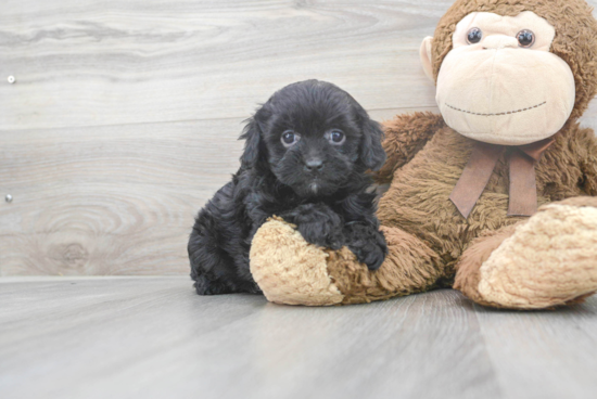 Cavapoo Pup Being Cute