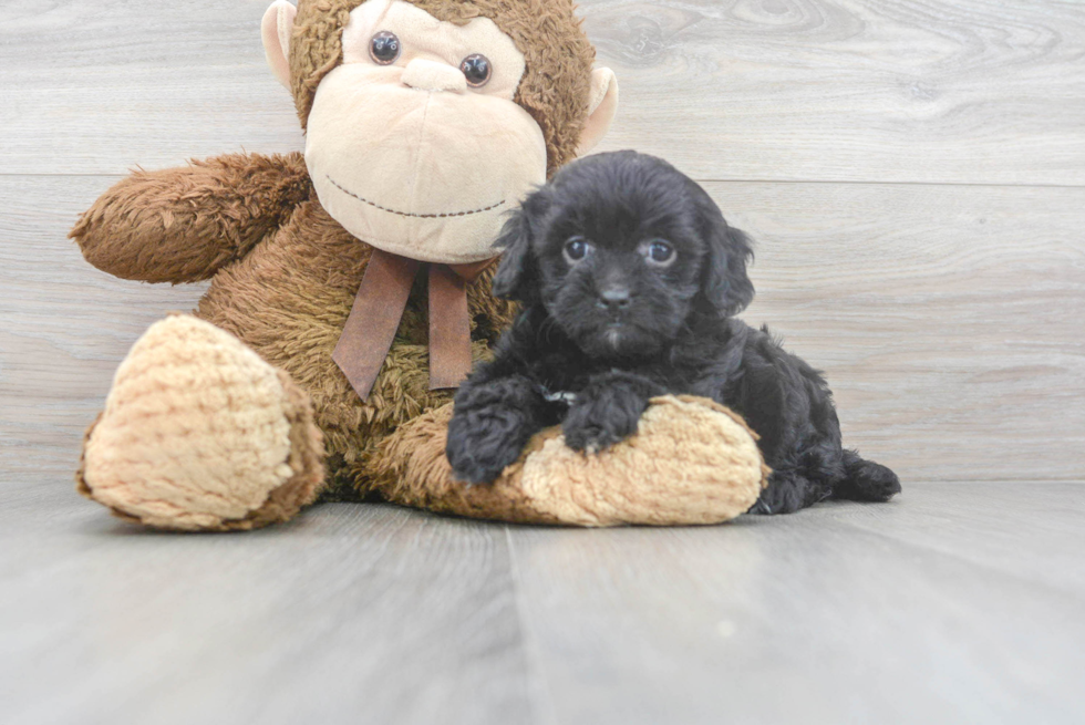 Cavapoo Puppy for Adoption