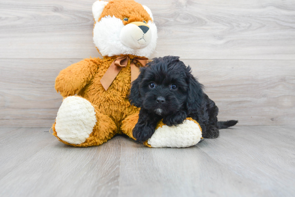 Small Cavapoo Baby