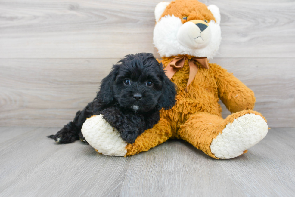 Little Cavoodle Poodle Mix Puppy