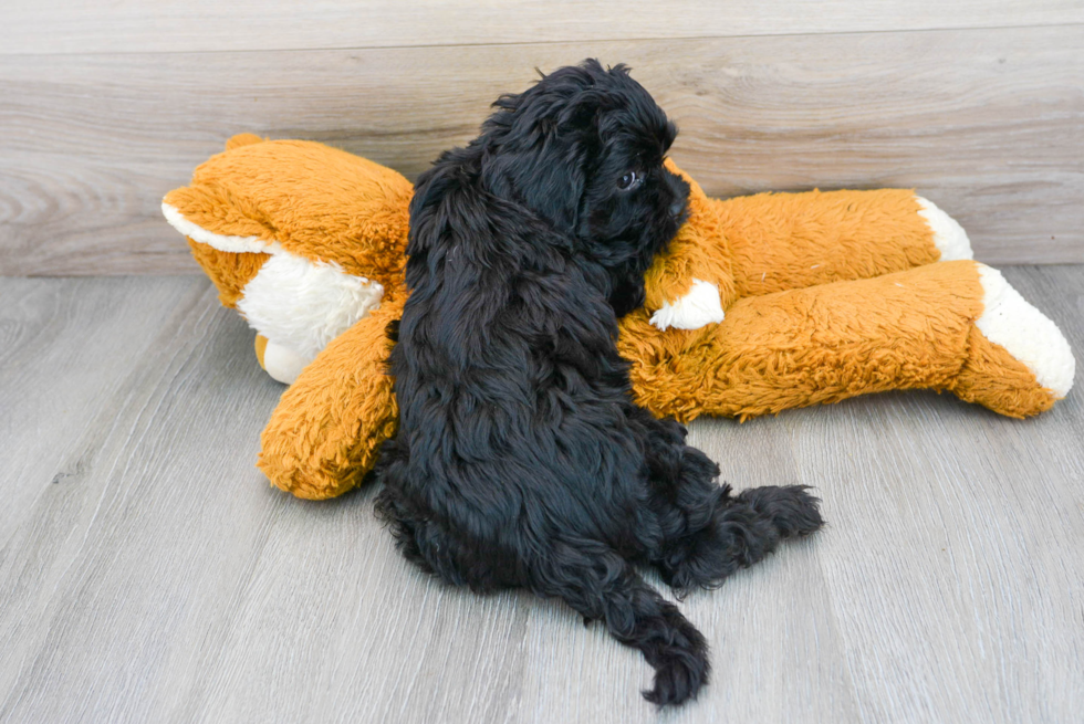 Funny Cavapoo Poodle Mix Pup