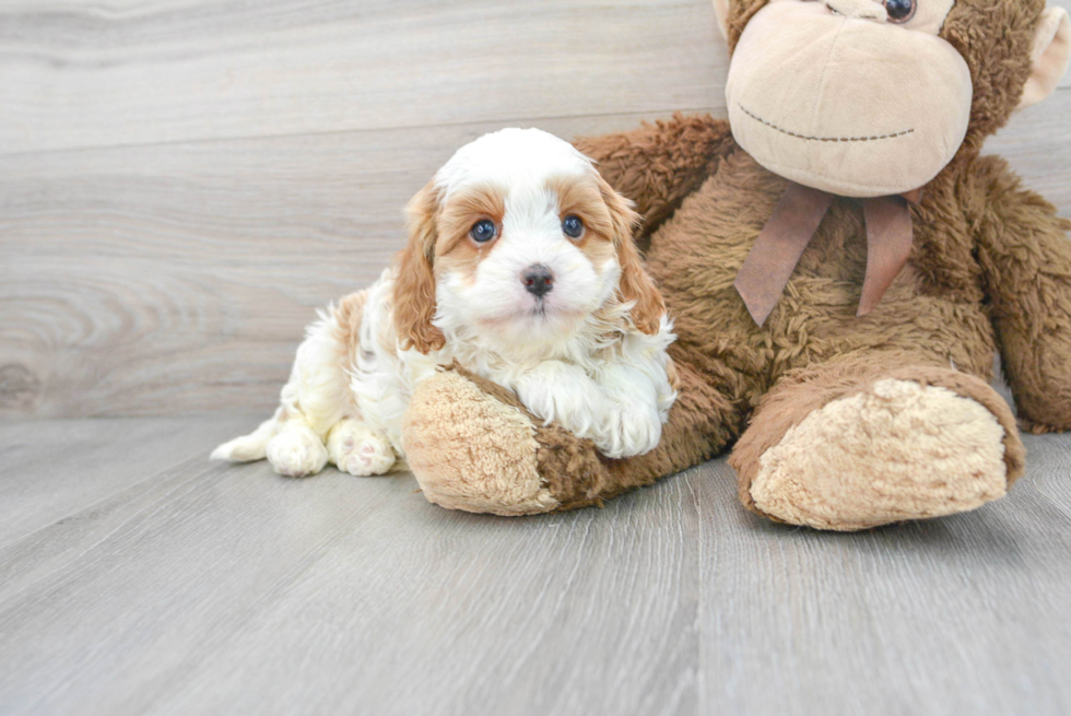 Best Cavapoo Baby