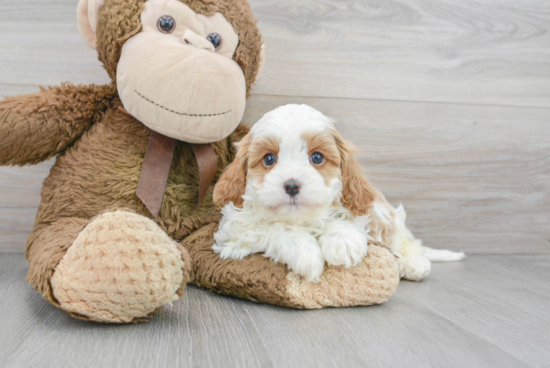 Cute Cavapoo Baby