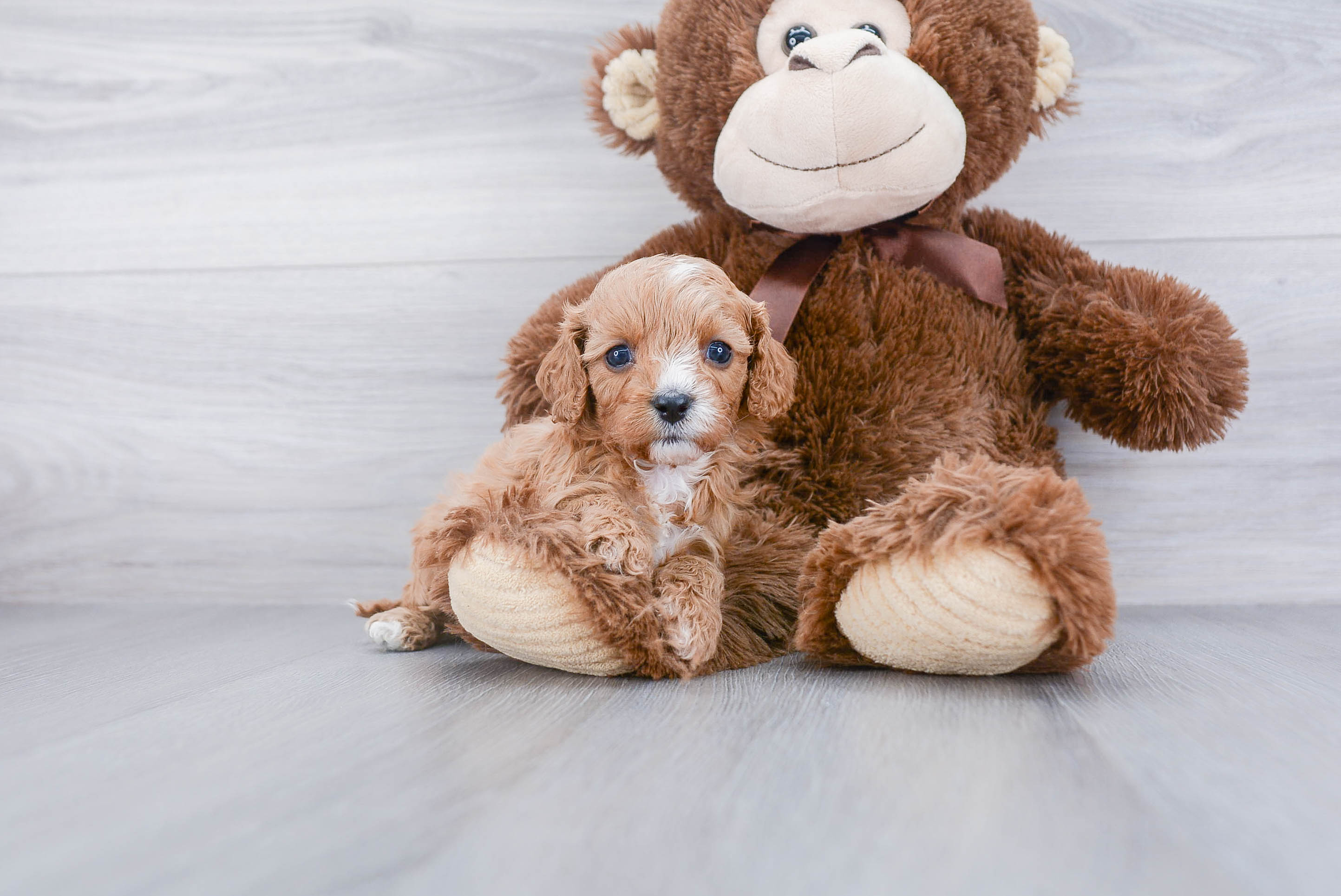 Best Cavapoo Baby