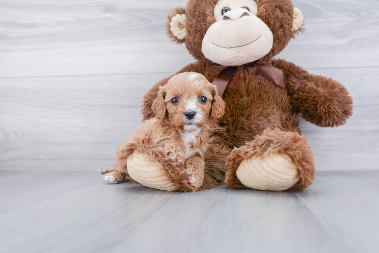 Best Cavapoo Baby