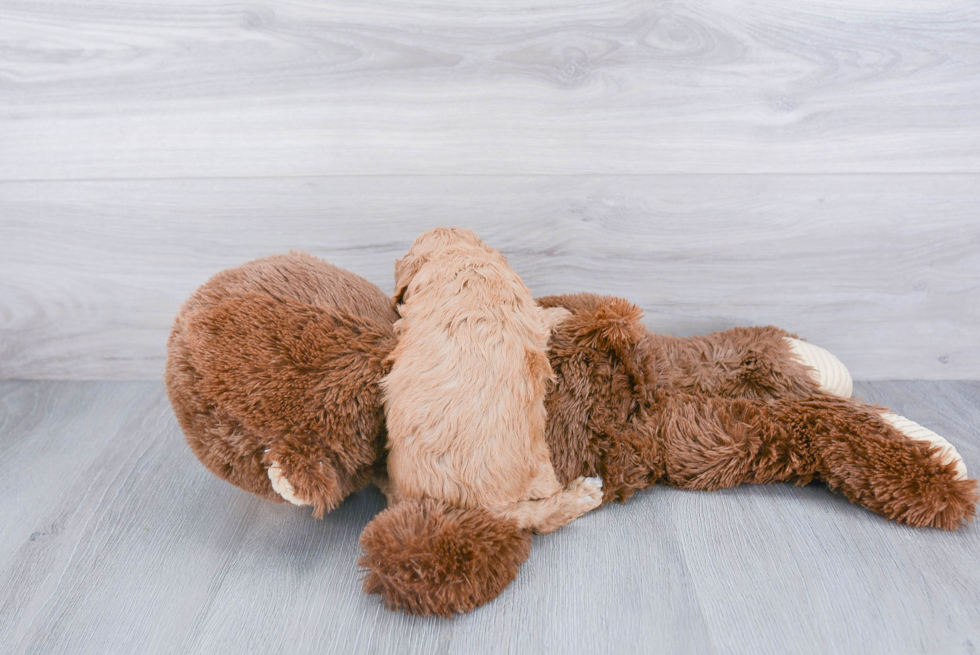 Energetic Cavoodle Poodle Mix Puppy