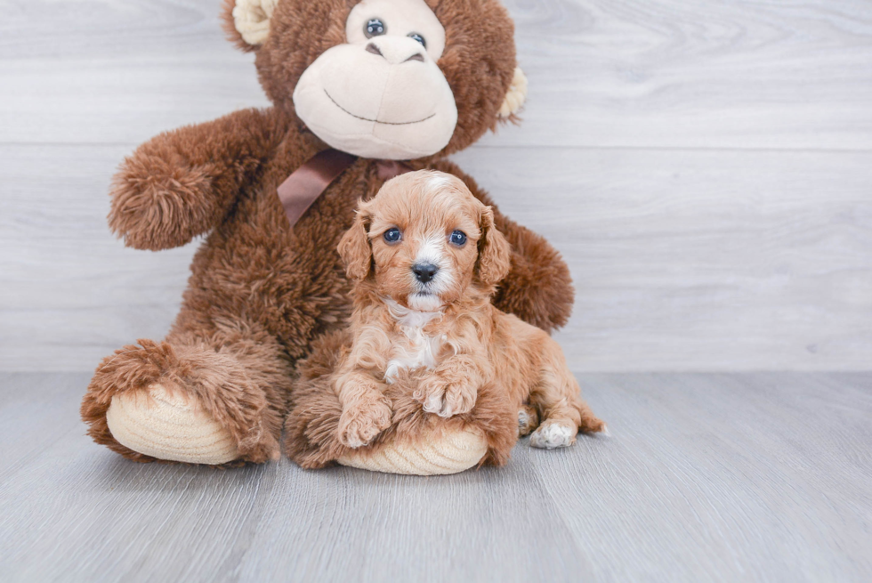 Cavapoo Pup Being Cute