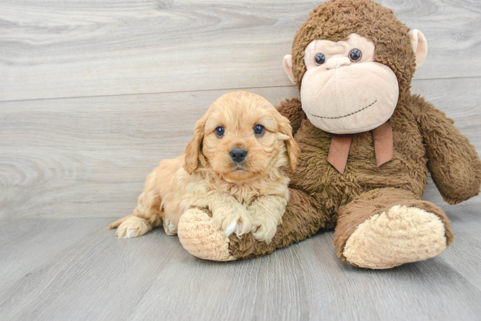 Best Cavapoo Baby