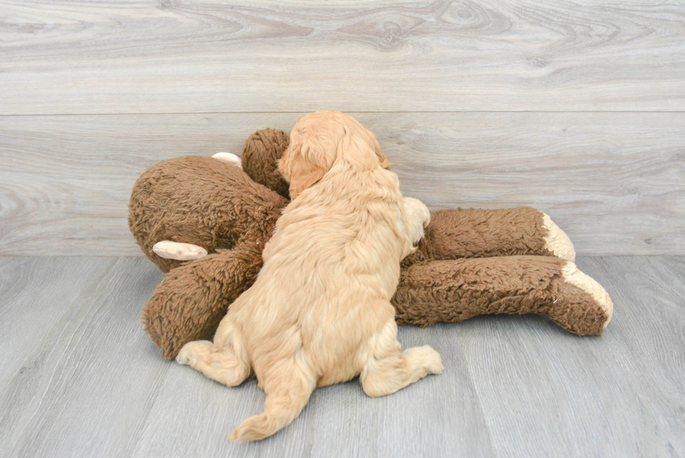 Smart Cavapoo Poodle Mix Pup