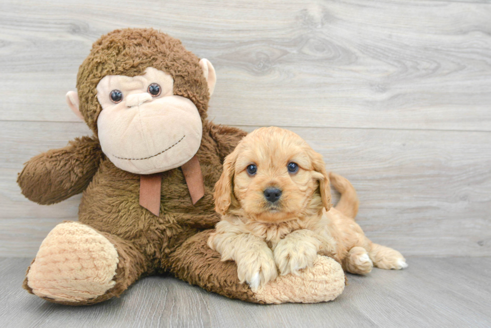 Little Cavoodle Poodle Mix Puppy