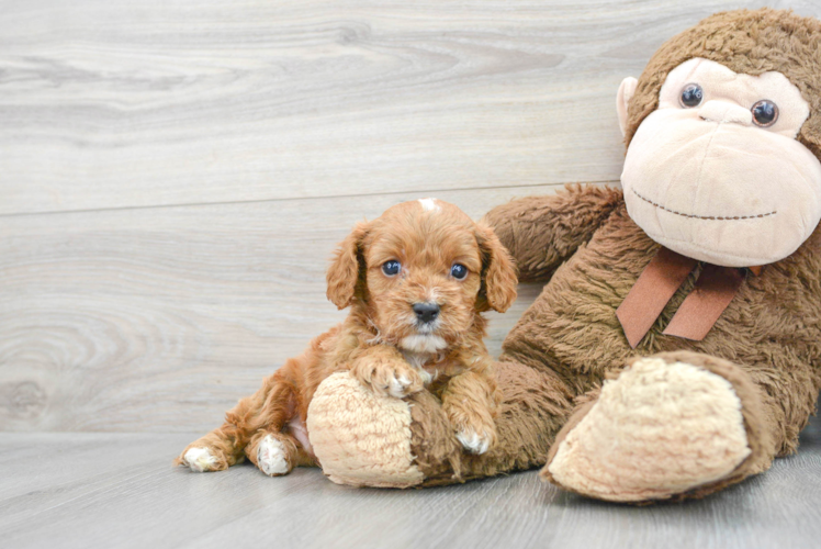 Cavapoo Pup Being Cute