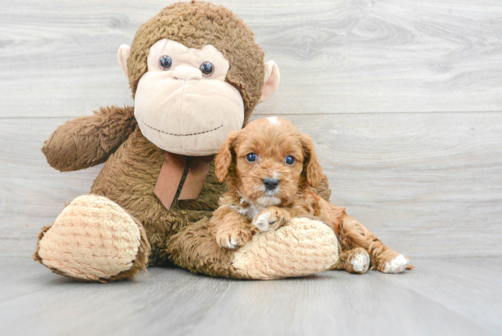 Best Cavapoo Baby