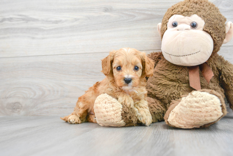 Cavapoo Puppy for Adoption