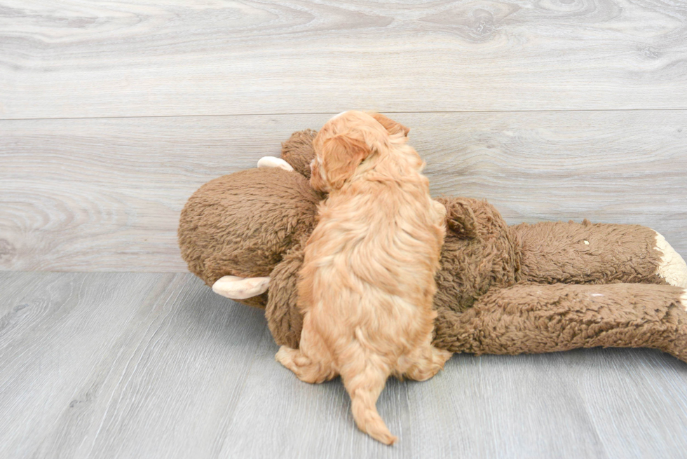 Small Cavapoo Baby