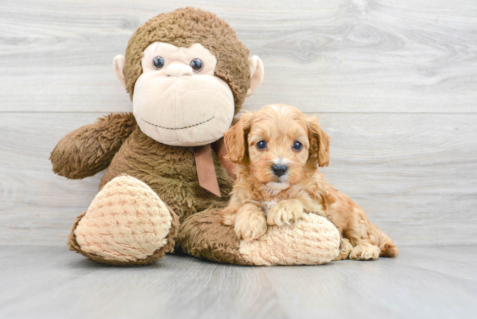 Energetic Cavoodle Poodle Mix Puppy