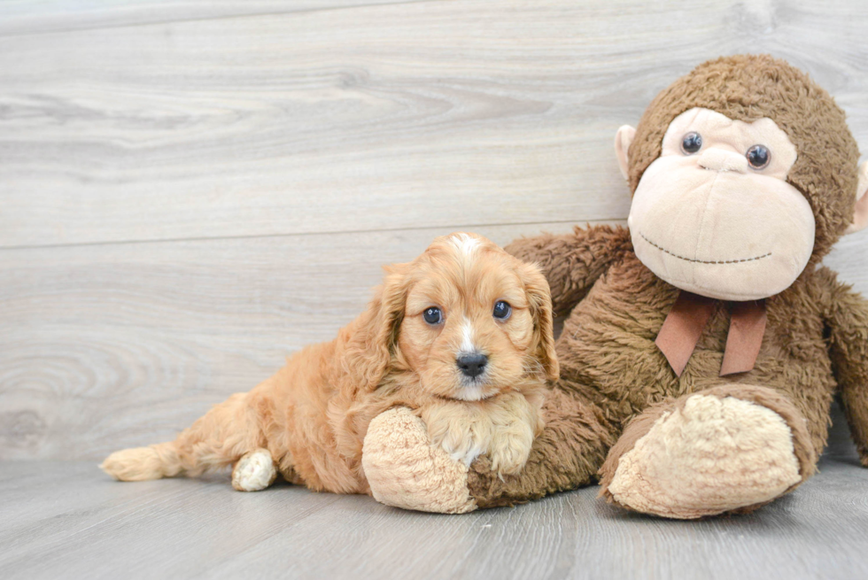 Cavapoo Puppy for Adoption
