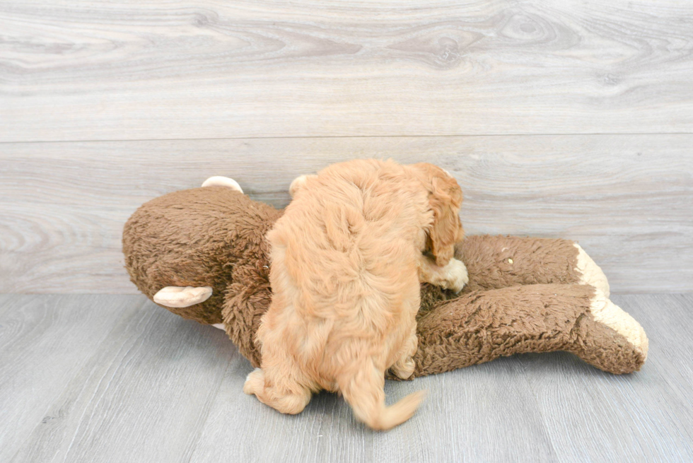 Best Cavapoo Baby