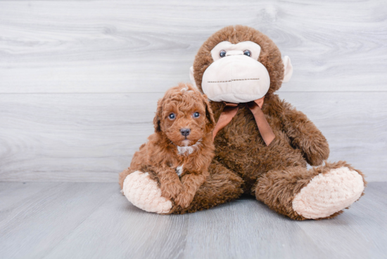 Funny Cavapoo Poodle Mix Pup