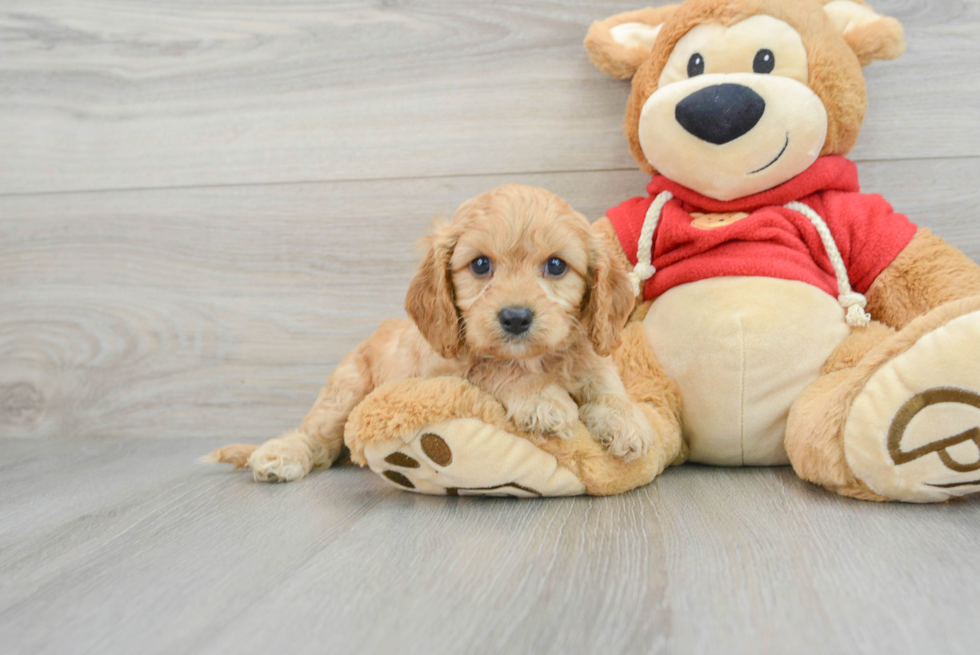 Adorable Cavoodle Poodle Mix Puppy