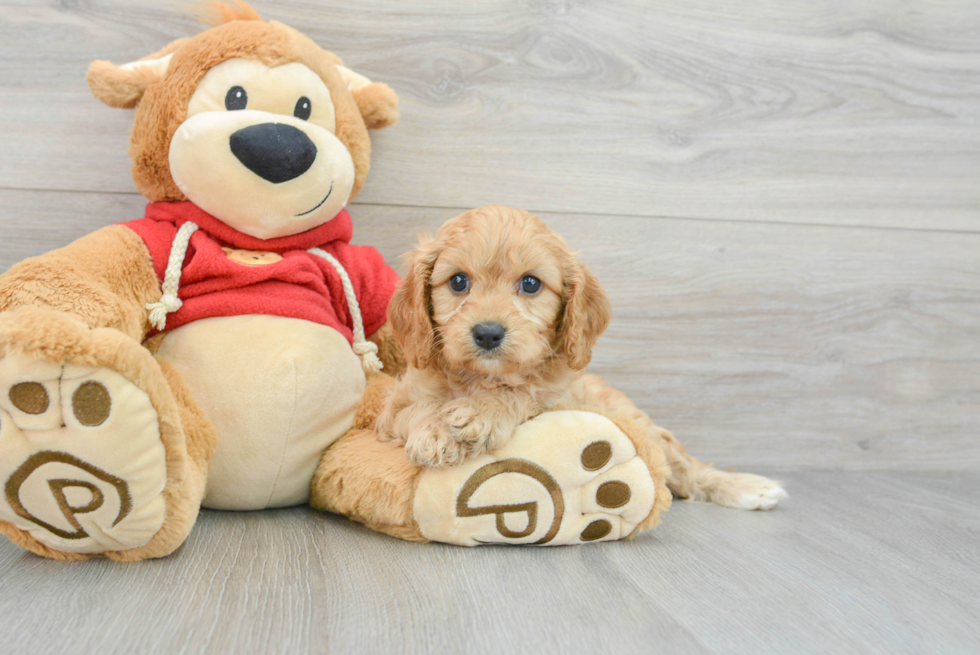 Cavapoo Pup Being Cute