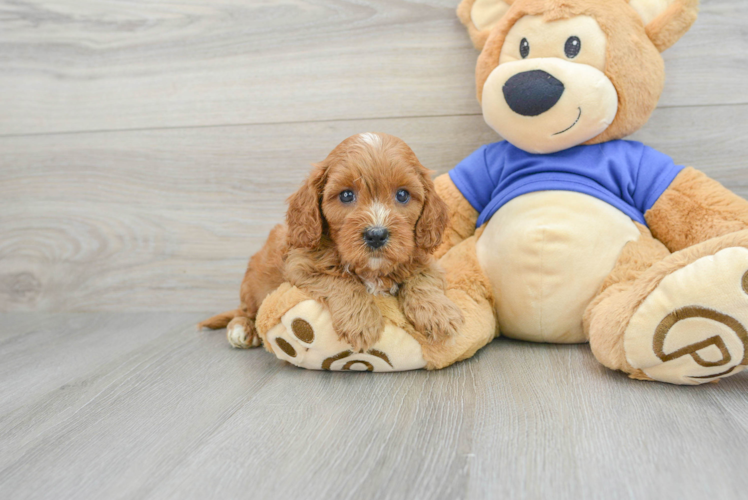 Smart Cavapoo Poodle Mix Pup