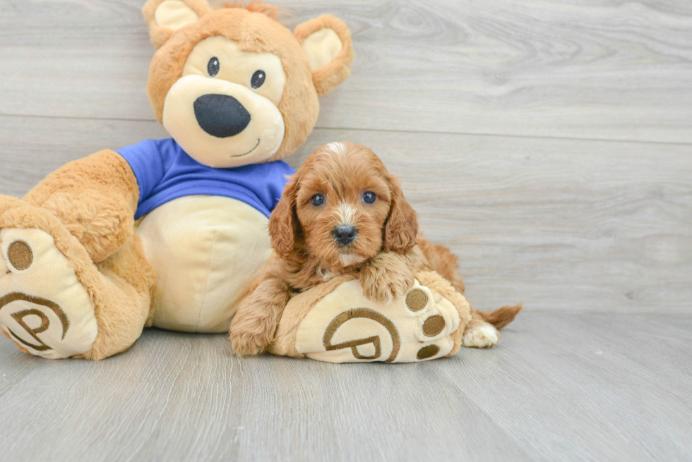Cavapoo Pup Being Cute