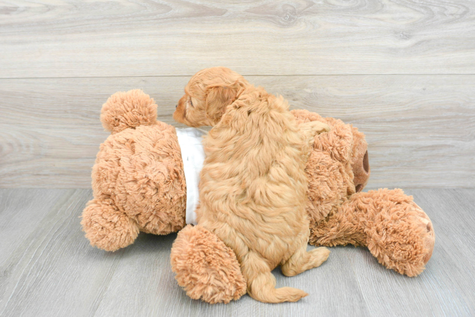 Fluffy Cavapoo Poodle Mix Pup