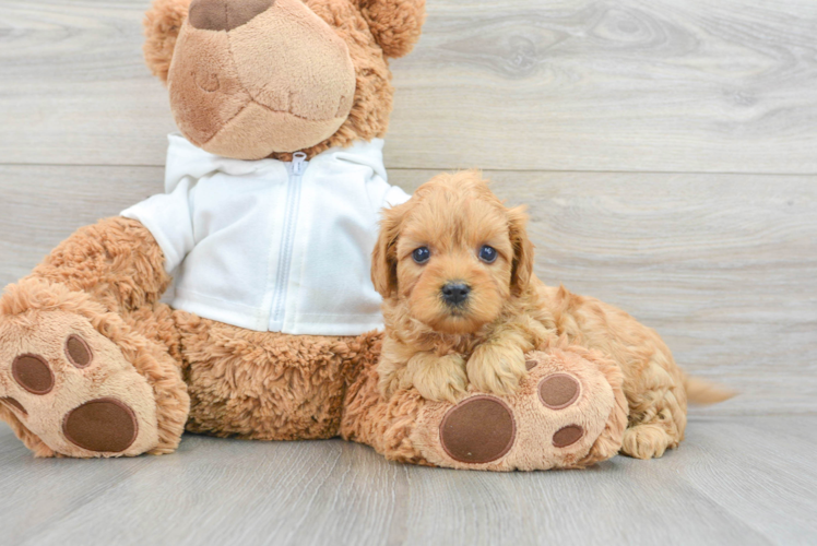 Fluffy Cavapoo Poodle Mix Pup