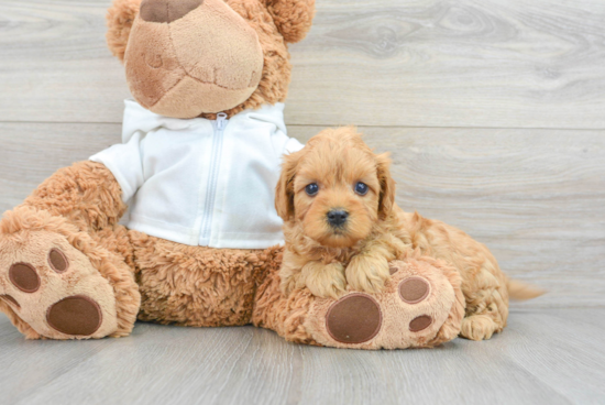 Fluffy Cavapoo Poodle Mix Pup