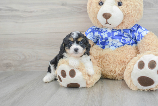 Cavapoo Pup Being Cute