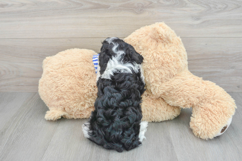 Funny Cavapoo Poodle Mix Pup